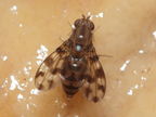 Drosophila kinoole Waianae 1167