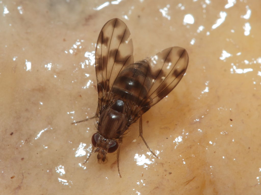Drosophila kinoole Waianae 1168