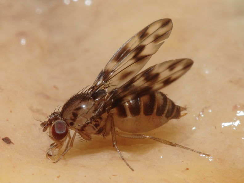Drosophila kinoole Waianae 1173.jpg