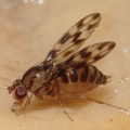 Drosophila kinoole Waianae 1173