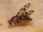 Drosophila kinoole Waianae 1173