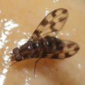 Drosophila kinoole Waianae 1183