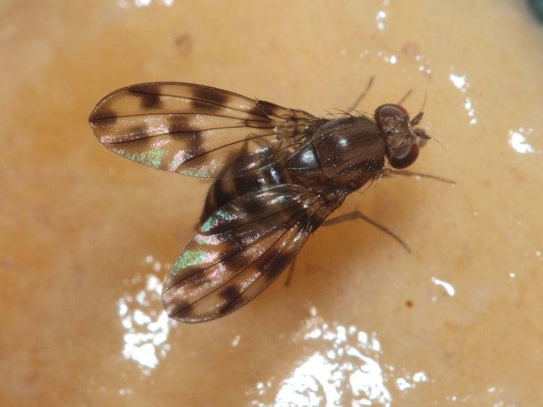 Drosophila kinoole Waianae 1186.jpg