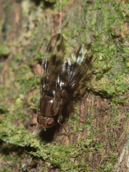 Drosophila kinoole Waianae 1201.jpg