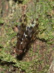 Drosophila kinoole Waianae 1201