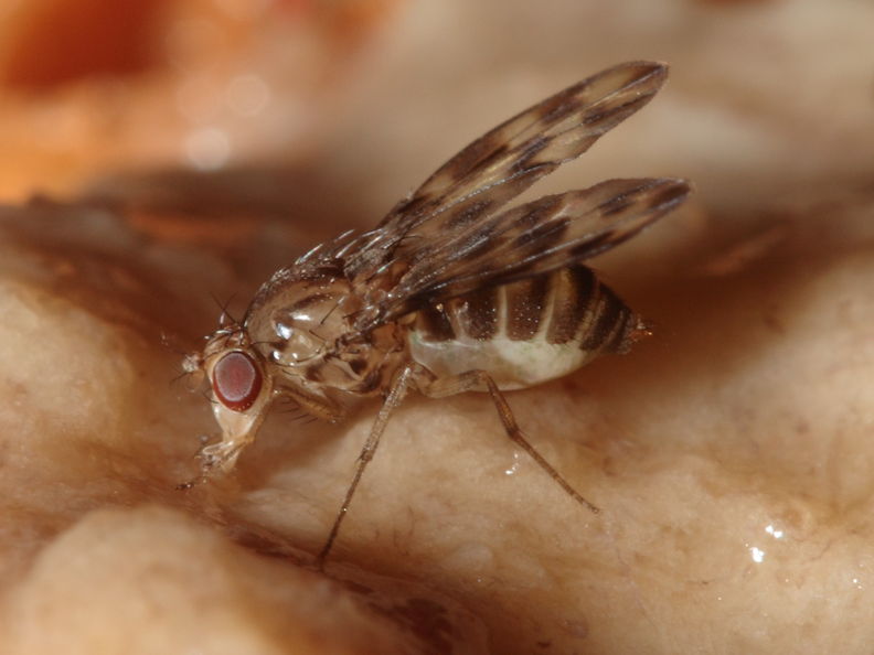 Drosophila kinoole Waianae 1207.jpg