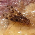 Drosophila kinoole Waianae 5117