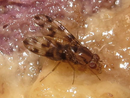 Drosophila kinoole Waianae 5117