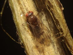 Drosophila larifuga Hapapa 9589