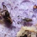 Drosophila macrothrix Olaa 3541