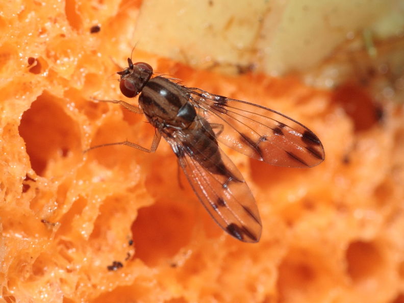 Drosophila macrothrix Olaa 7140.jpg