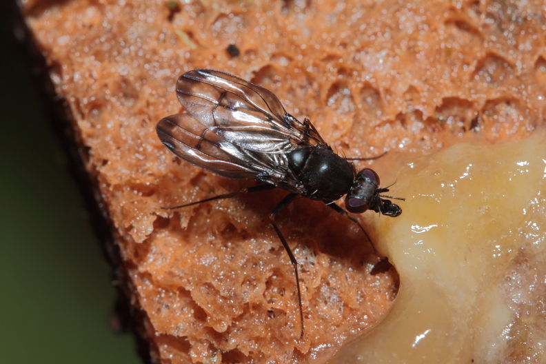 Drosophila melanocephala Waikamoi 6926.jpg