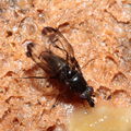 Drosophila melanocephala Waikamoi 6929