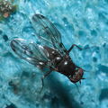 Drosophila melanocephala Waikamoi 6938