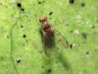 Drosophila micromyia Mahanaloa 5730