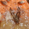 Drosophila moli Nuuanu 0625