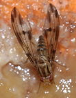 Drosophila moli Nuuanu 0625a
