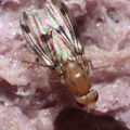 Drosophila montgomeryi Hapapa 4473