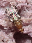 Drosophila montgomeryi Hapapa 4473