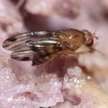 Drosophila montgomeryi Hapapa 4475