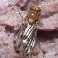 Drosophila montgomeryi Hapapa 4482