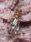 Drosophila montgomeryi Hapapa 4482