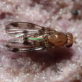 Drosophila montgomeryi Hapapa 4484