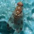 Drosophila montgomeryi Hapapa 4485