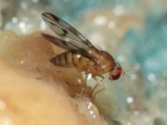 Drosophila montgomeryi Hapapa 4488