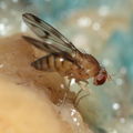 Drosophila montgomeryi Hapapa 4488