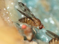 Drosophila montgomeryi Hapapa 4489