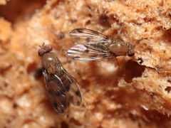 Drosophila montgomeryi Hapapa 4583