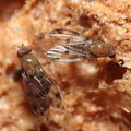 Drosophila montgomeryi Hapapa 4583