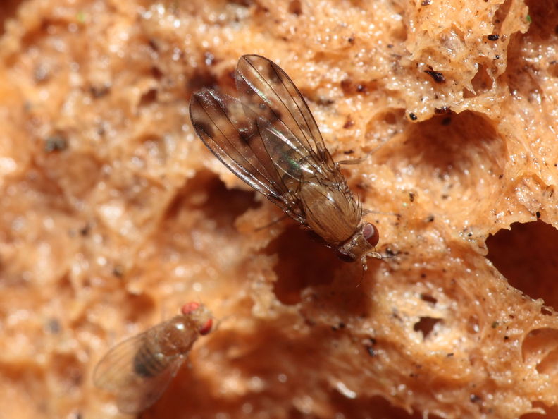 Drosophila montgomeryi Hapapa 4586.jpg