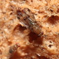Drosophila montgomeryi Hapapa 4586