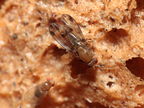 Drosophila montgomeryi Hapapa 4586