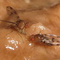 Drosophila montgomeryi Hapapa 4813