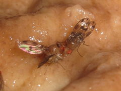 Drosophila montgomeryi Hapapa 4814