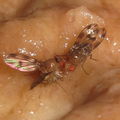 Drosophila montgomeryi Hapapa 4814