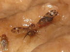 Drosophila montgomeryi Hapapa 4815
