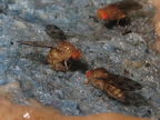 Drosophila montgomeryi Hapapa 4819