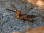 Drosophila montgomeryi Hapapa 4821