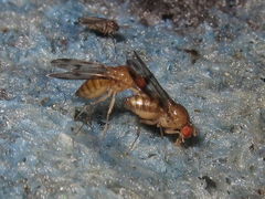 Drosophila montgomeryi Hapapa 4822