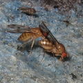 Drosophila montgomeryi Hapapa 4822
