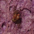 Drosophila montgomeryi Hapapa 4825