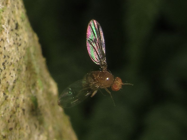 Drosophila montgomeryi Hapapa 5225.jpg