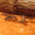 Drosophila montgomeryi Hapapa 5505.jpg