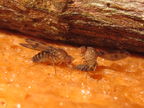 Drosophila montgomeryi Hapapa 5505