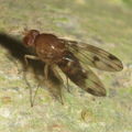 Drosophila montgomeryi Kaluaa 0892