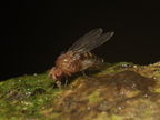 Drosophila montgomeryi Kaluaa 0896